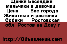 Щенки Басенджи ,мальчики и девочки › Цена ­ 1 - Все города Животные и растения » Собаки   . Ростовская обл.,Ростов-на-Дону г.